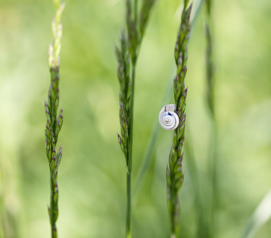 Snail On Grass Photograph