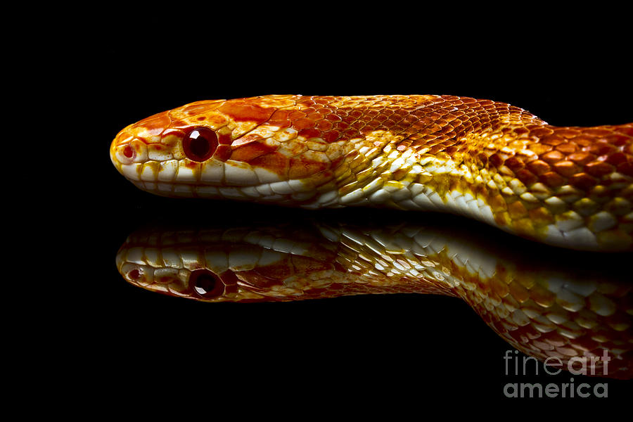 Snake #4 Photograph by Gunnar Orn Arnason