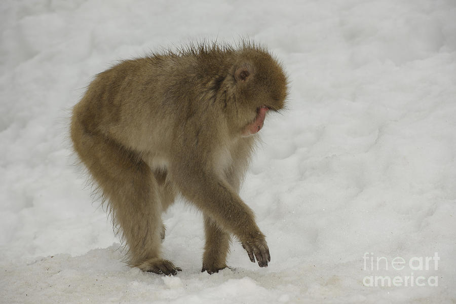 Snow Monkey #4 Photograph by John Shaw