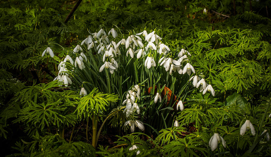 Snowdrop Woods #4 Photograph by Mark Llewellyn