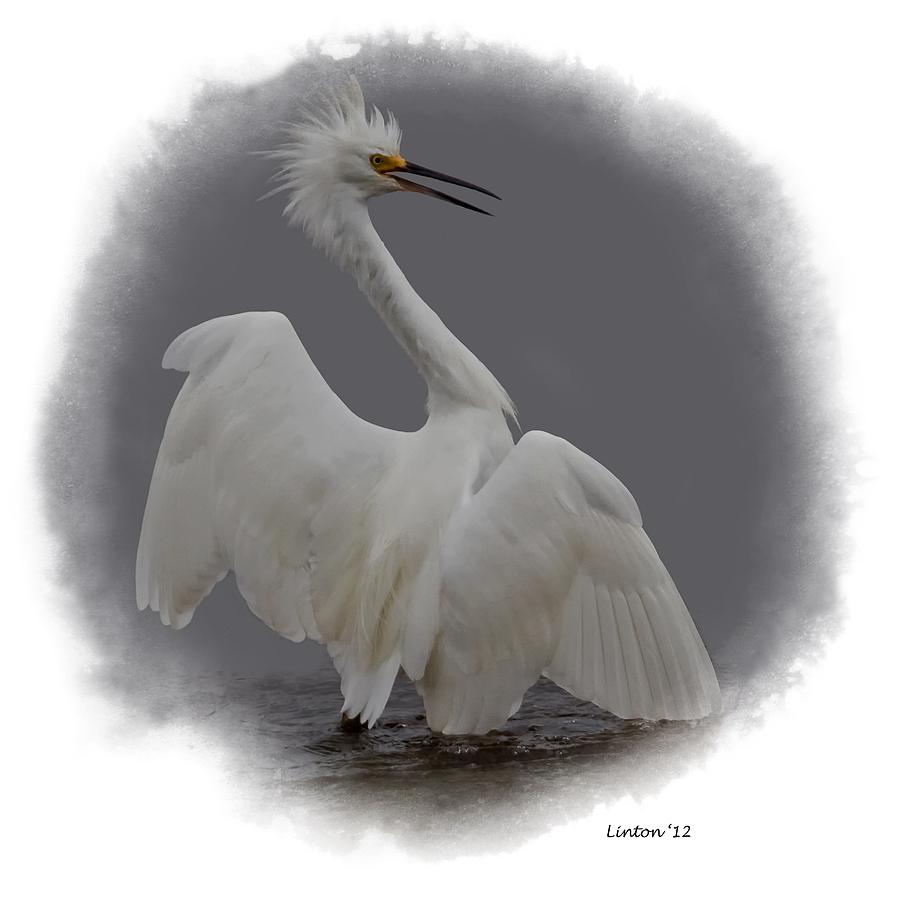 Snowy Egret  #4 Photograph by Larry Linton