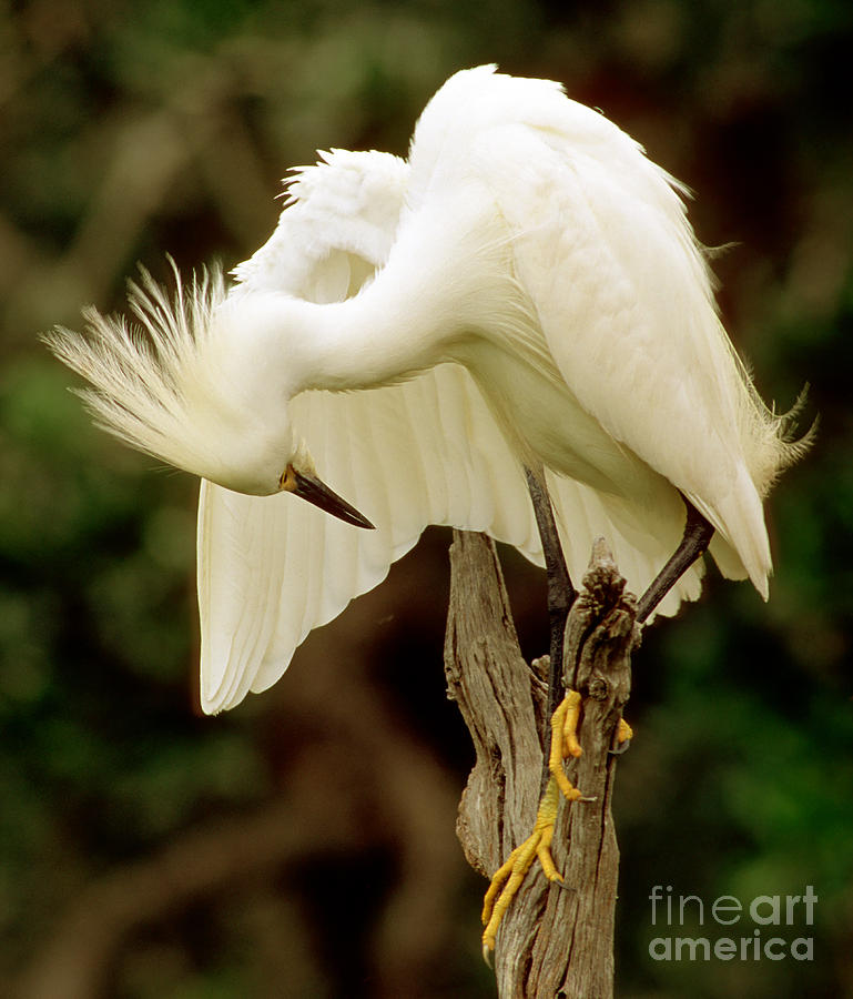 Egret Photograph - Snowy Egret #4 by Millard H. Sharp