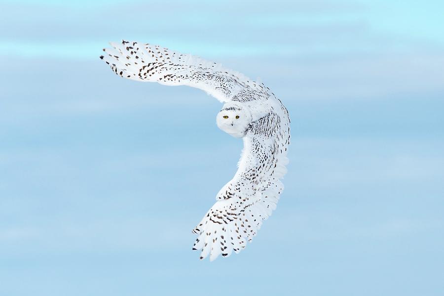 Snowy Owl Photograph by Dr P. Marazzi/science Photo Library - Fine Art ...