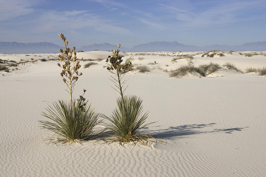 Soaptree Yucca In Gypsum Sand White #4 Photograph by Konrad Wothe