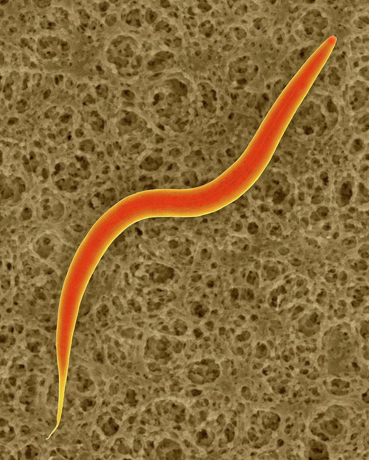 Soil Nematode (caenorhabditis Elegans) Photograph by Dennis Kunkel ...