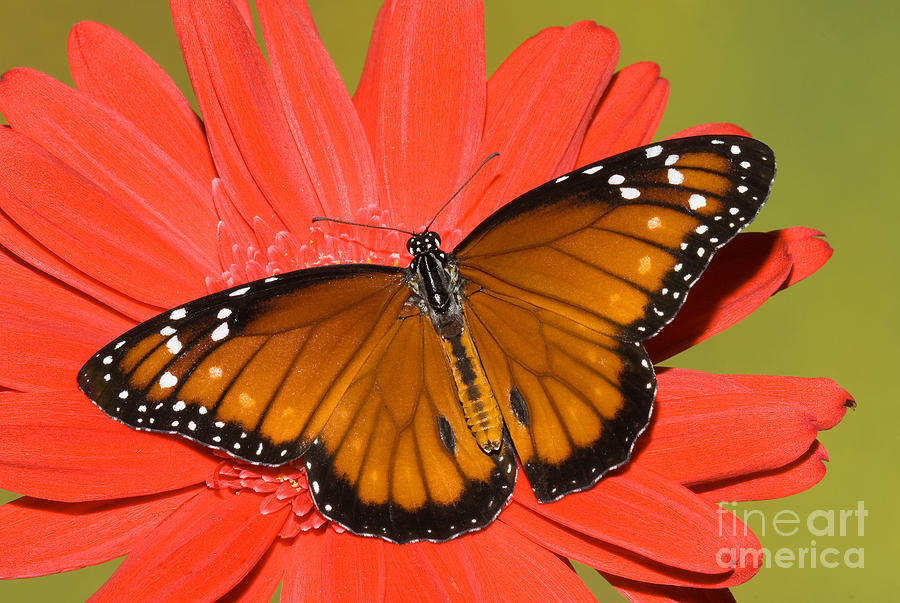 Soldier Butterfly Danaus Eresimus #4 Photograph by Millard H. Sharp