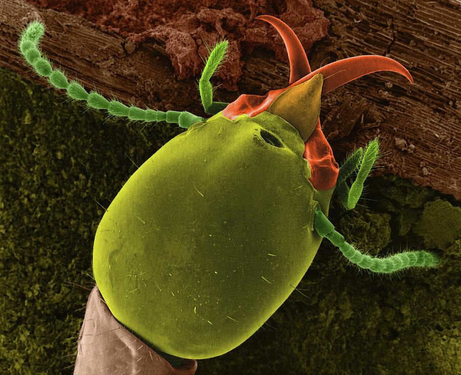 Soldier Termite Photograph by Dennis Kunkel Microscopy/science Photo ...