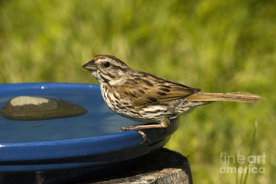 Song Sparrow #4 Photograph by Linda Freshwaters Arndt