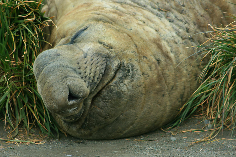 Southern Elephant Seal #4 Photograph by Amanda Stadther