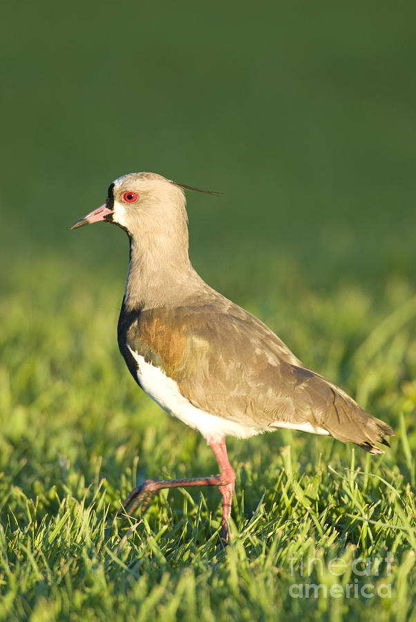 Southern Lapwing #4 Photograph by William H. Mullins