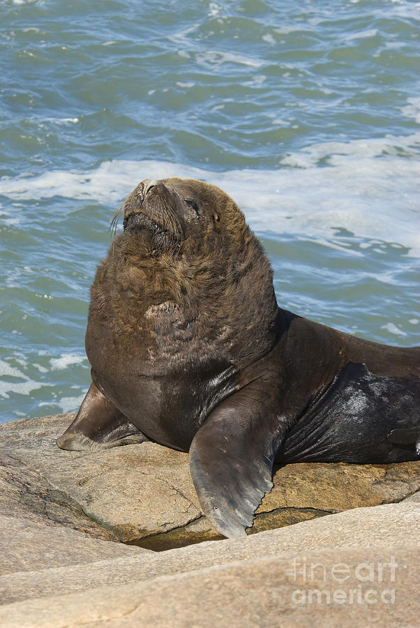 Southern Sea Lion #4 Photograph by William H. Mullins