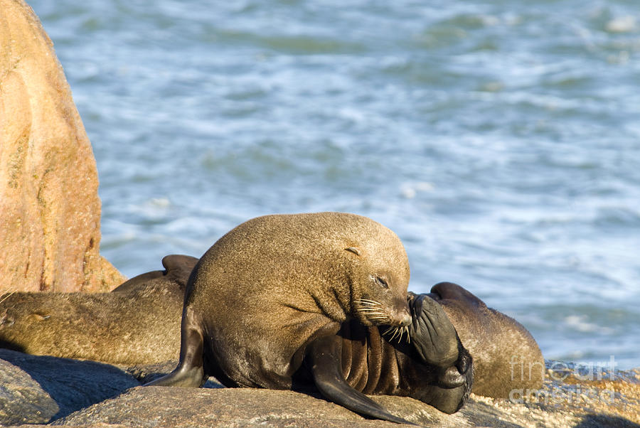 Southern Sea Lions #4 Photograph by William H. Mullins