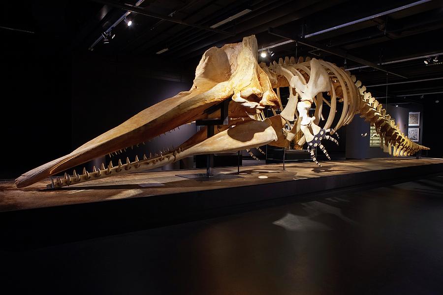 sperm whale skeleton