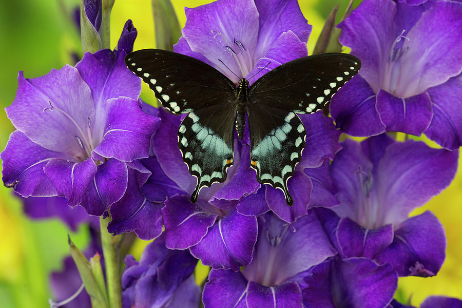 Butterfly Photograph - Spicebush Swallowtail Butterfly #4 by Darrell Gulin