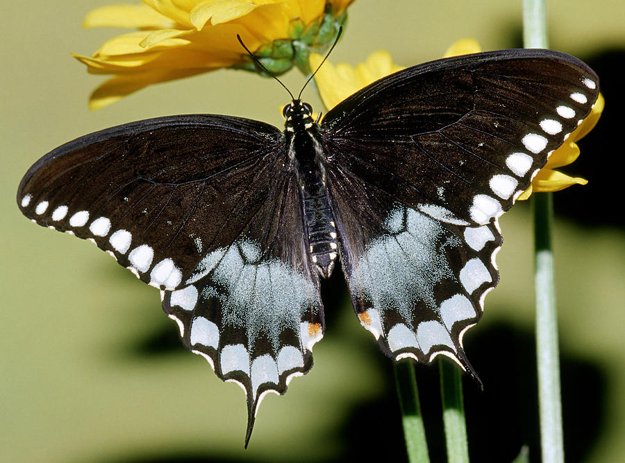 Spicebush Swallowtail Butterfly #4 Photograph by Millard H. Sharp