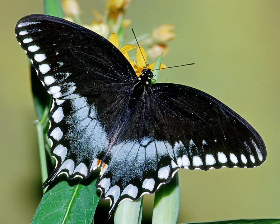 Spicebush Swallowtail Butterfly #4 Photograph by Millard Sharp