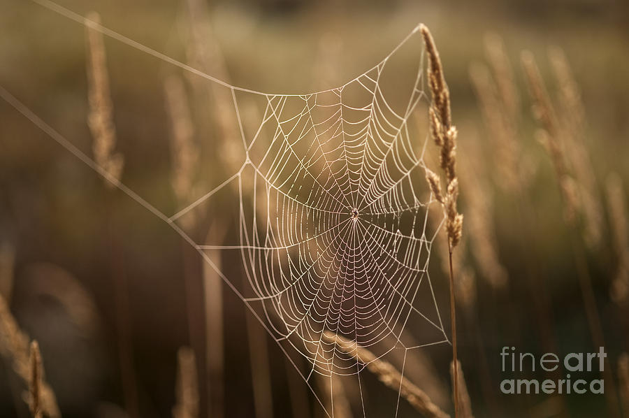 Spider webs in field on tall grass #4 Photograph by Jim Corwin