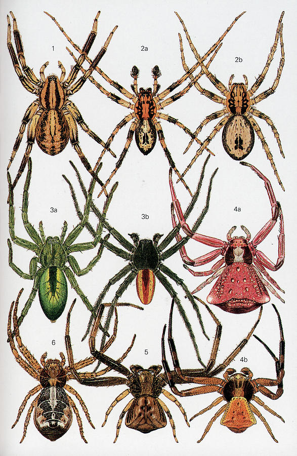Spider Photograph - Spiders Of Britain And Northern Europe #4 by Natural History Museum, London/science Photo Library