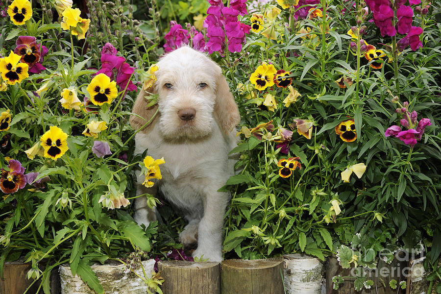 Spinone Puppy Dog #4 Photograph by John Daniels