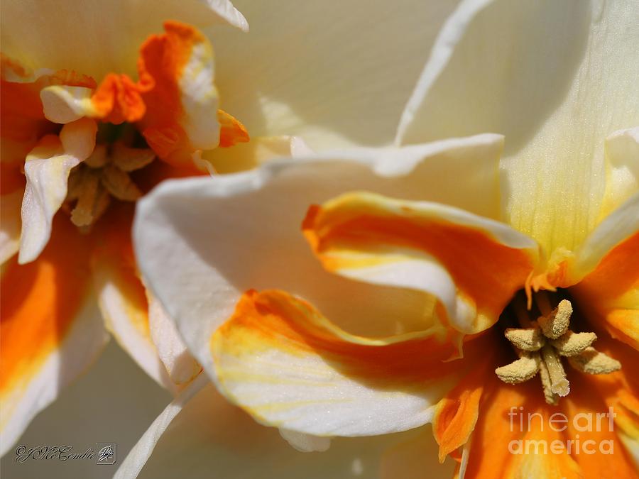 Split-cupped Narcissus named Trepolo #4 Photograph by J McCombie