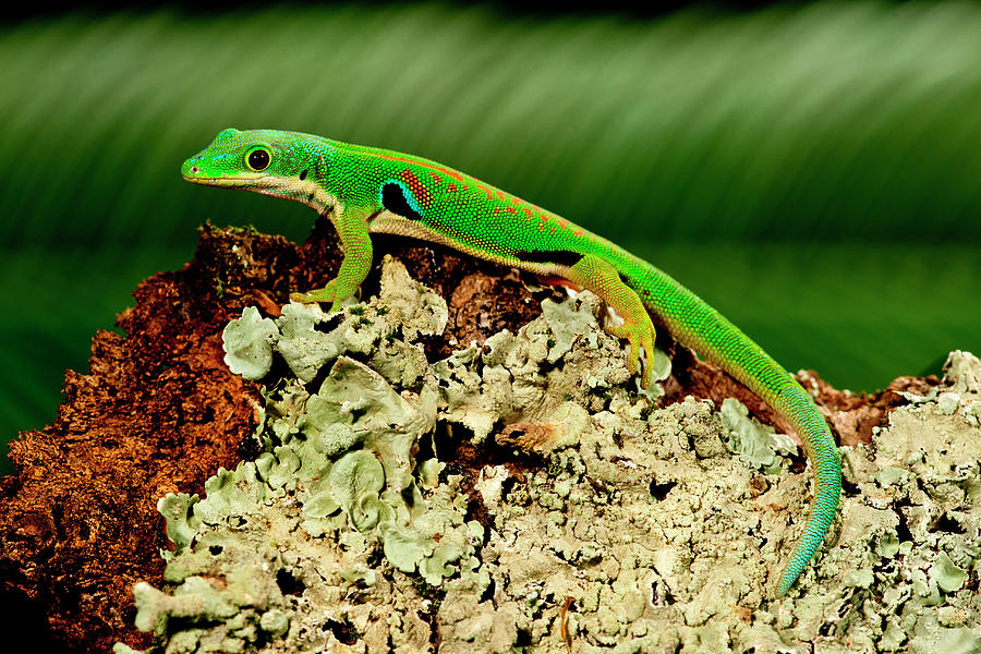 4 Spot Day Gecko, Phelsuma Photograph by David Northcott - Fine Art America