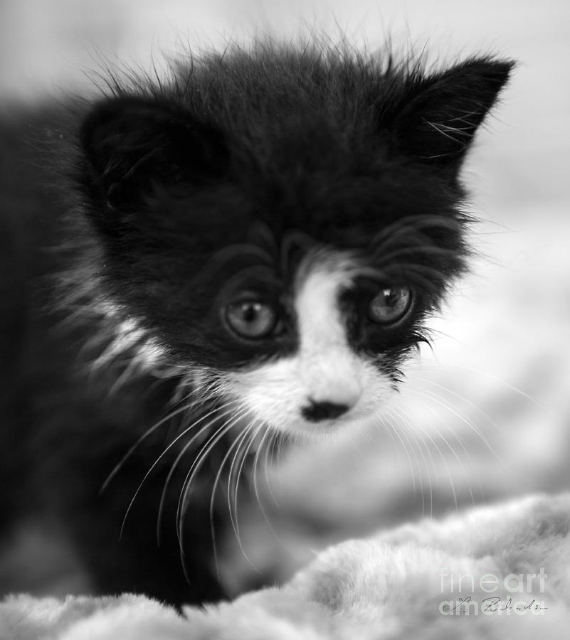 Spotted Black And White Kitten Photograph