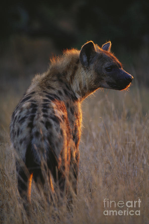 Spotted Hyena #4 Photograph by Art Wolfe