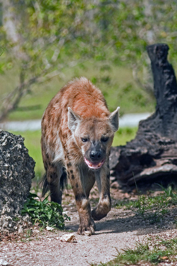 Spotted Hyena #4 Photograph by Winston D Munnings