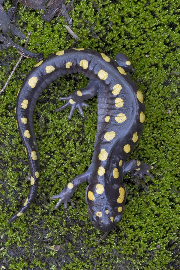 Spotted Salamander #4 Photograph by Paul Whitten