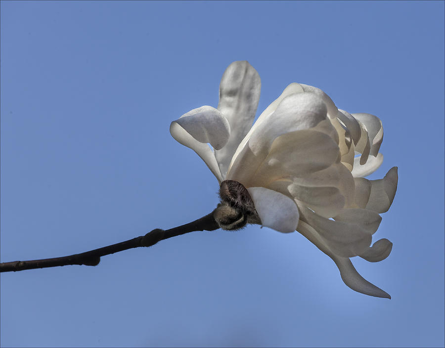 Magnolia Movie Photograph - Spring April 2013 Magnolia Blossoms #4 by Robert Ullmann