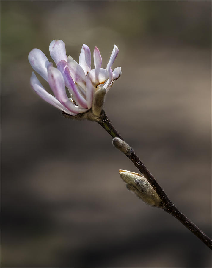 Spring April 2013 Magnolias #4 Photograph by Robert Ullmann