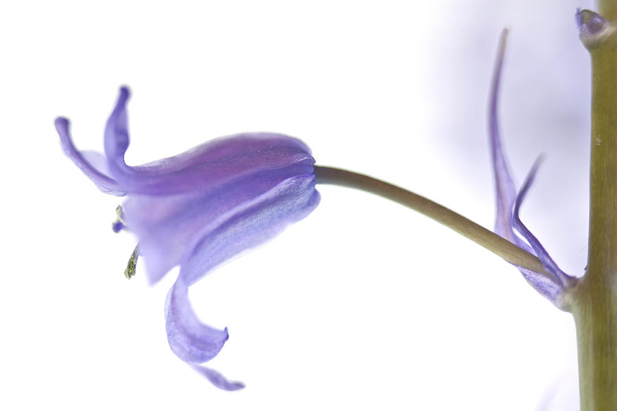 Flower Photograph - Spring Bluebells #4 by Carol Leigh