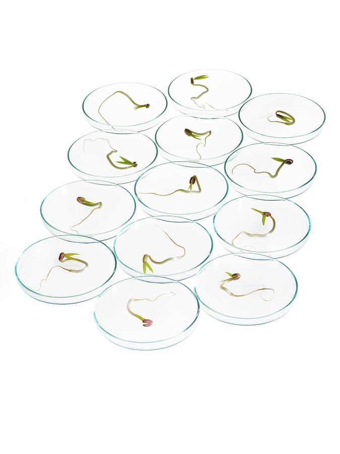Sprouting Beans In Petri Dishes #4 Photograph by Science Photo Library