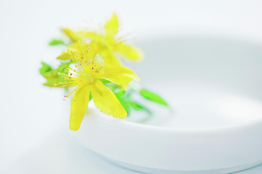 Nature Photograph - St. Johns Wort (hypericum Perforatum) #4 by Gustoimages/science Photo Library