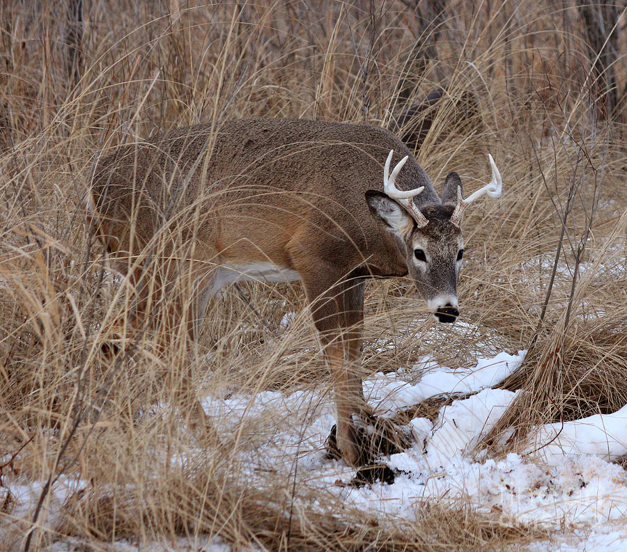 Deer Photograph - Stag #4 by Lori Tordsen