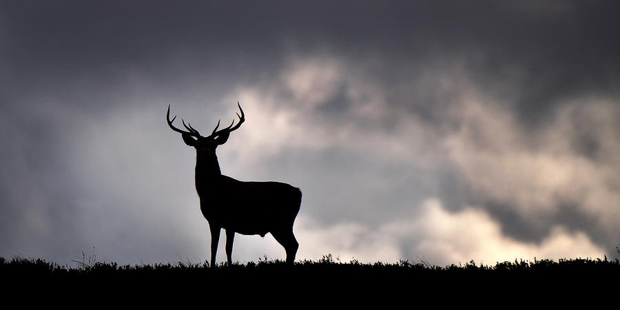 Stag Silhouette #4 Photograph by Gavin Macrae