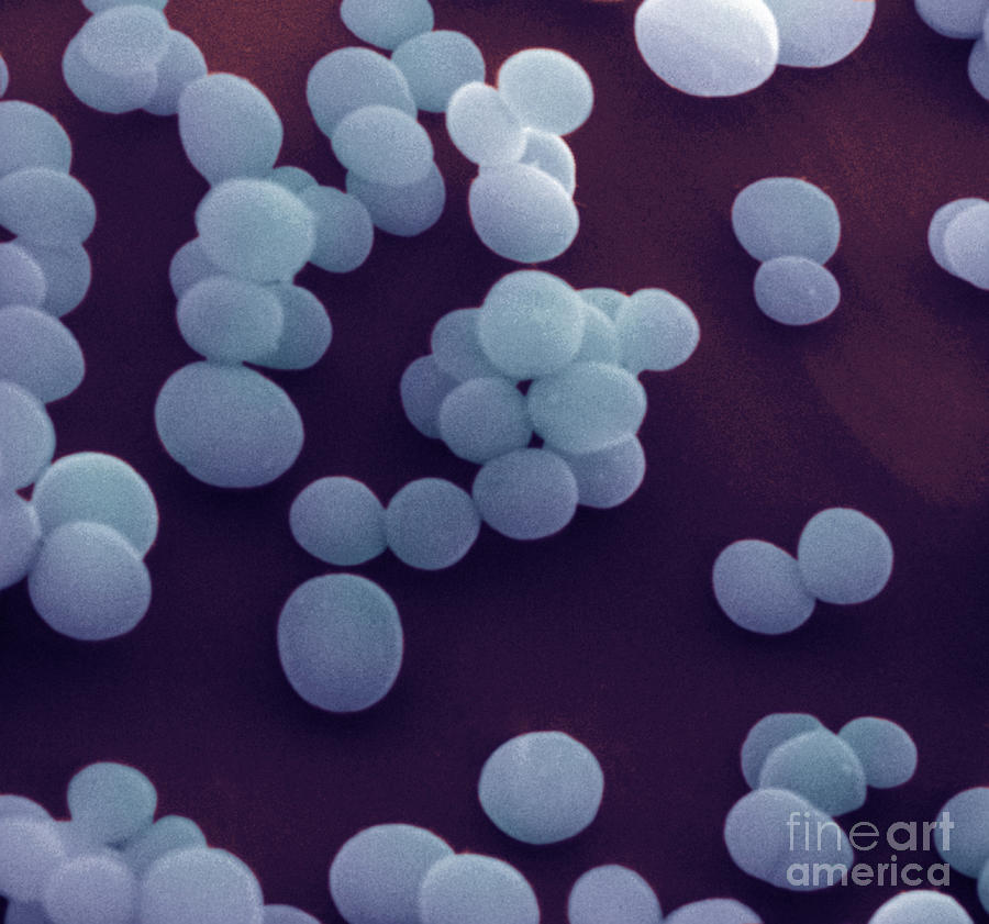 Bacteria Photograph - Staphylococcus Aureus #4 by David M. Phillips