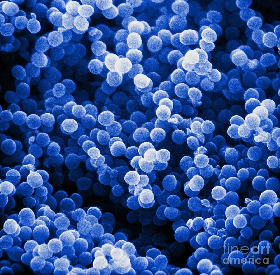 Bacteria Photograph - Staphylococcus Aureus, Sem #4 by David M. Phillips