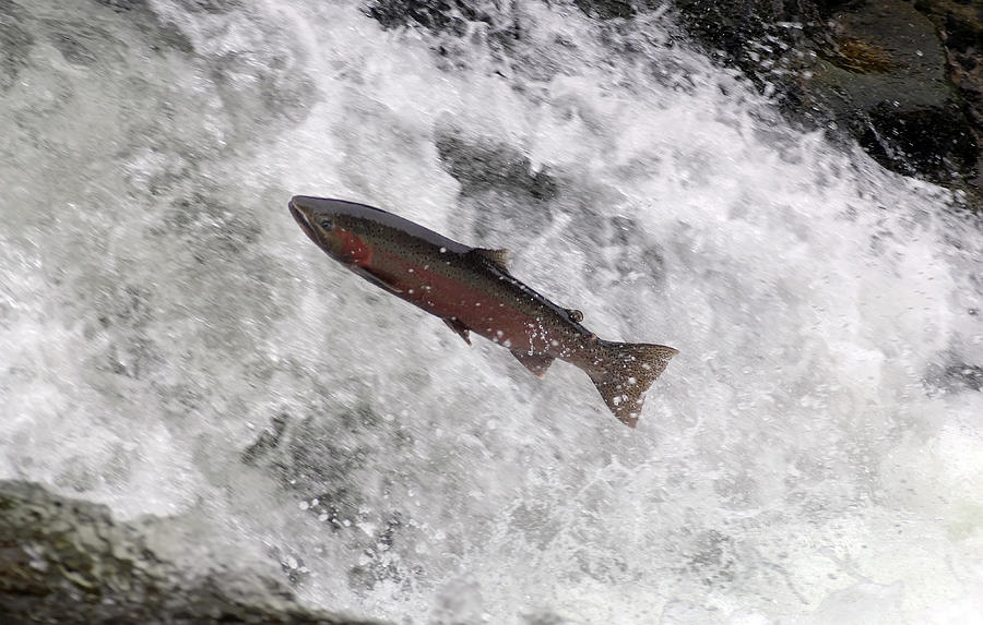 Steelhead Trout Jumping In Falls #4 Photograph by Theodore Clutter