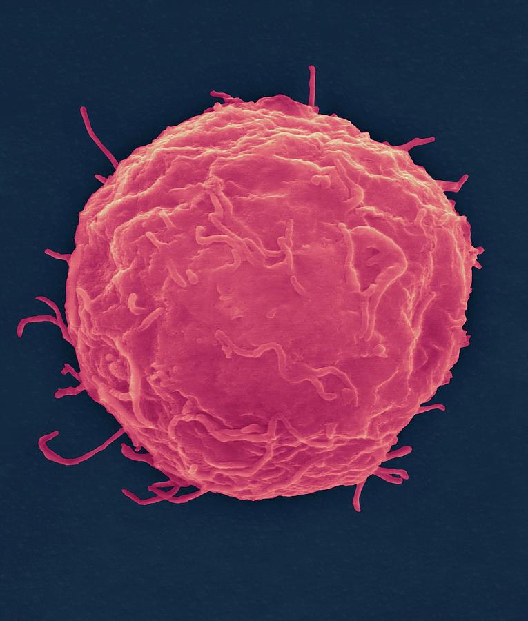 Stem Cell Isolated From Cord Blood #4 Photograph by Dennis Kunkel Microscopy/science Photo Library