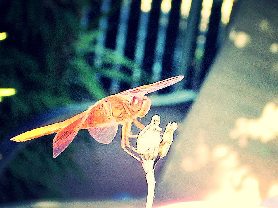 Flies Photograph - Still Life #4 by HollyWood Creation By linda zanini