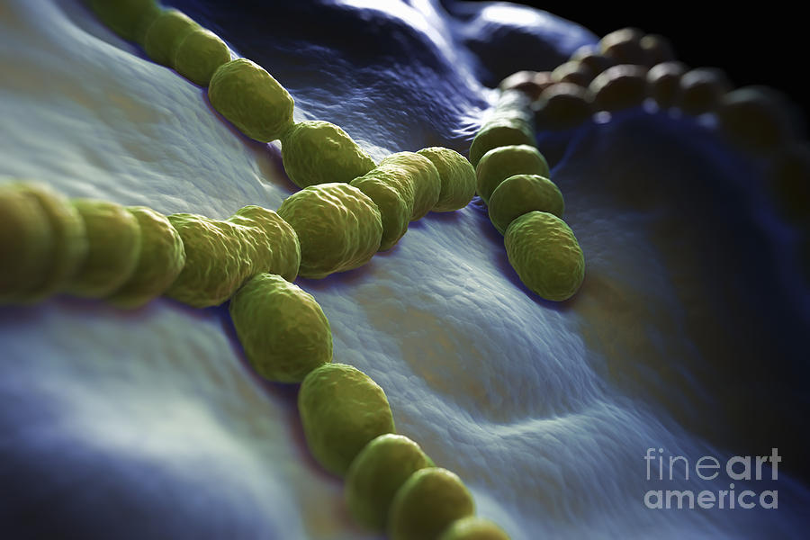 Streptococcus Pneumoniae #4 Photograph by Science Picture Co