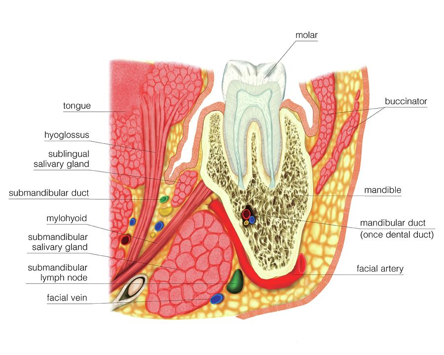 Structure Of A Molar #4 Photograph by Asklepios Medical Atlas