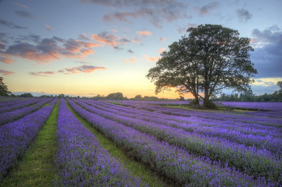 Nature Photograph - Stunning atmospheric sunset over vibrant lavender fields in Summ #4 by Matthew Gibson