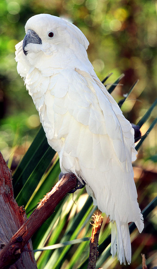 Cockatoo Photograph - Sulfur-crested Cockatoo #4 by Millard H. Sharp