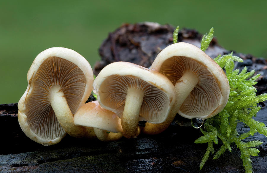 Mushroom Photograph - Sulphur Tuft Fungus #4 by Nigel Downer