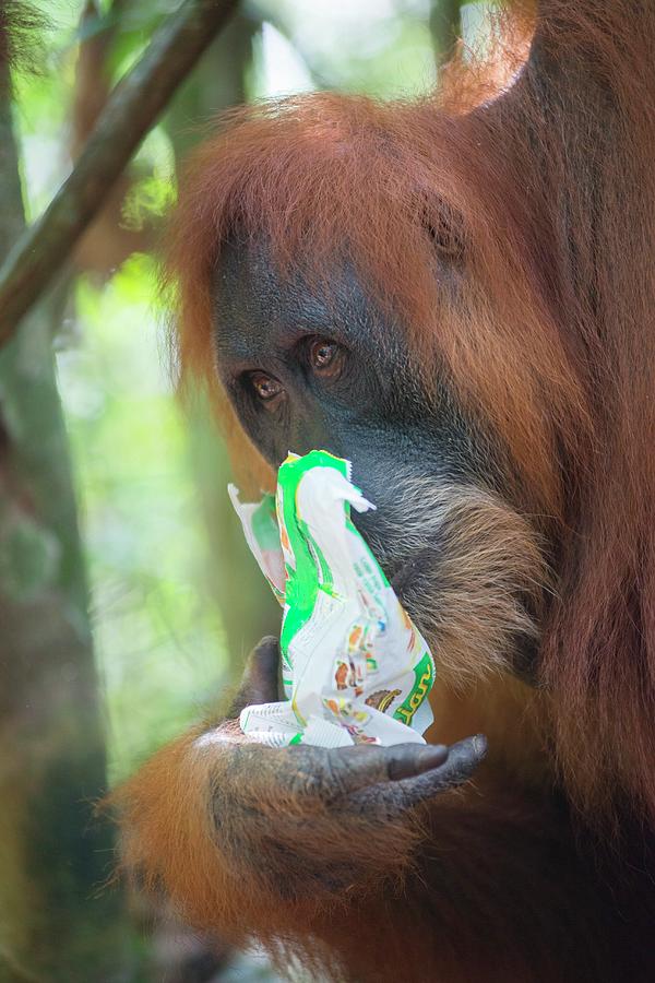 Wildlife Photograph - Sumatran Orangutan #4 by Scubazoo