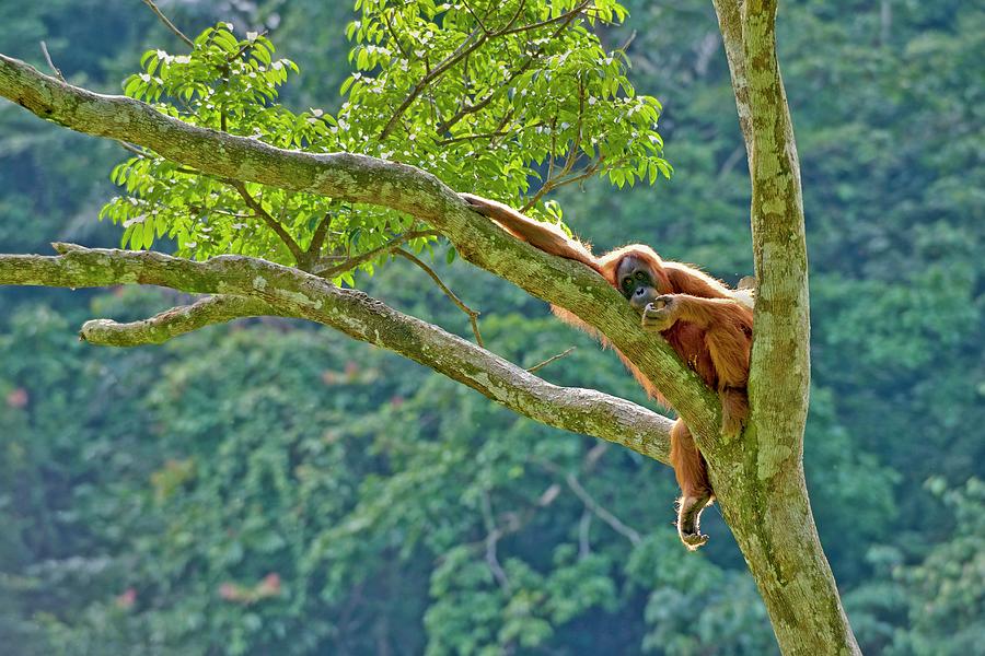 Sumatran Orangutan #4 Photograph by Tony Camacho/science Photo Library