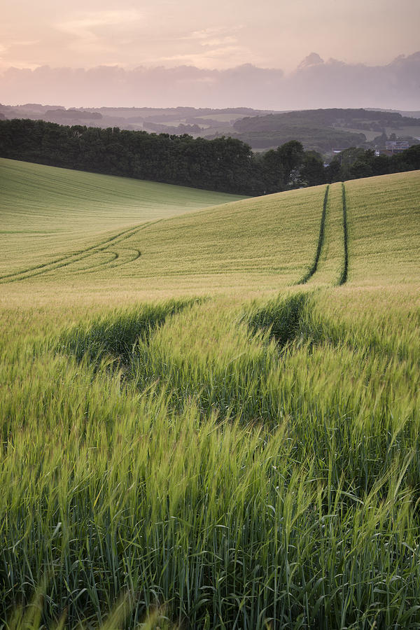 Summer Photograph - Summer landscape image of wheat field at sunset with beautiful l #4 by Matthew Gibson
