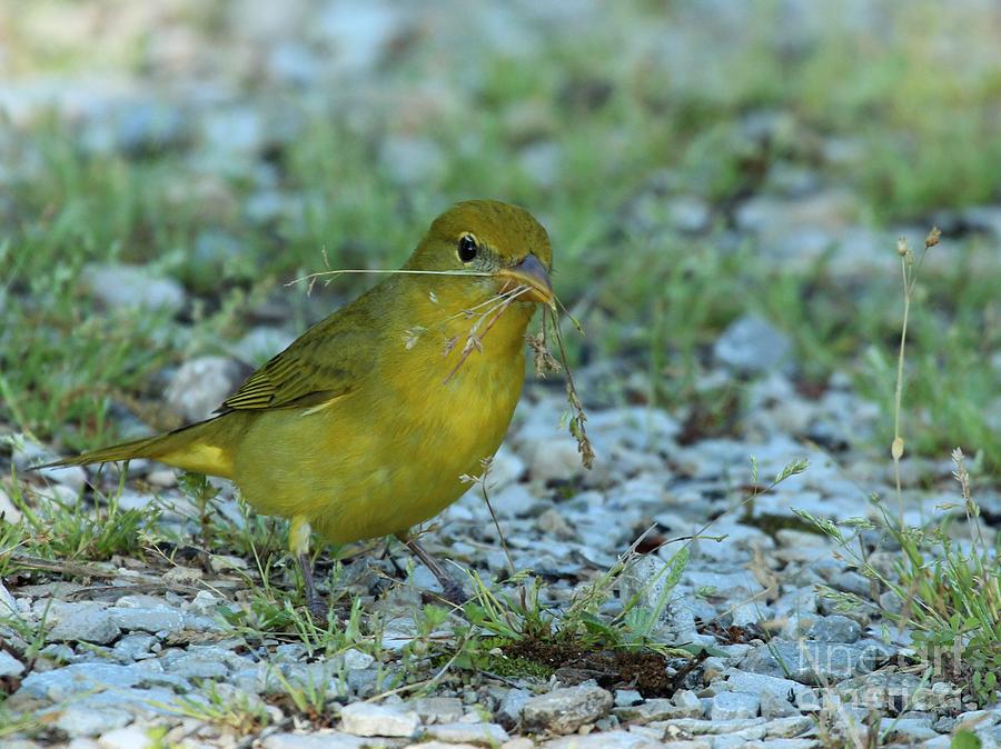 Summer Tanager #4 Photograph by Jack R Brock